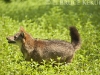Asiatic jackal on the run in Huai Kha Khaeng