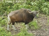Banteng bull in Huai Kha Khaeng