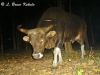 Banteng bull in Safapha