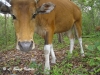 Banteng Cow in Safapha