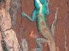 Blue crested lizard in Salak Phra
