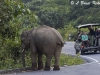 Bull elephant and tourists in Khao Yai NP
