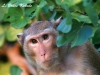 Crab-eating macaque in Sai Yok