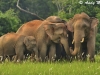 Elephants in Khao Yai NP