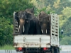 elephants-on-a-truck-in-chiang-mai