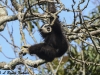 White-handed gibbon in a fig tree