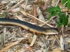 King cobra hunting in Kaeng Krachan