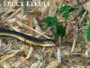 King cobra by the Phetchaburi River