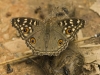 Pansi butterfly on tiger scat