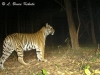 Tiger female in Safapha