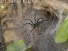 Tunnel-web spider in Khao Ang Rue Nai