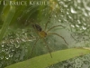 Tunnel-web spider in Sai Yok