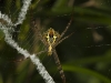 Wasp spider in Thung Yai
