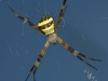 Wasp spider in Chiang Mai