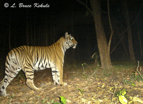 Tiger female in Safapha