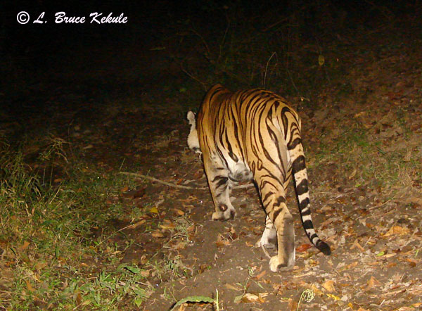 Indochinese tiger with collar in Huai Kha Khaeng