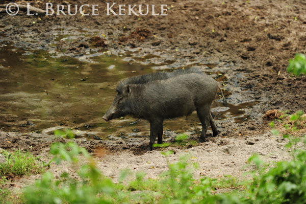 Wild pig in Huai Kha Khaeng