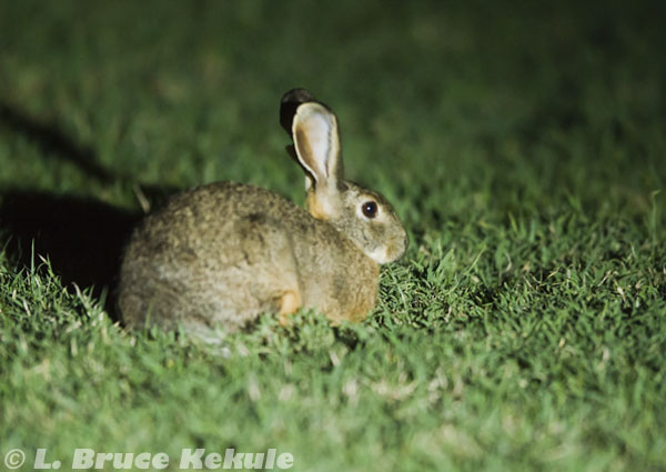 African hare in Sweetwaters