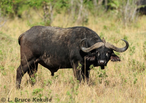 African cape buffalo in Kenya