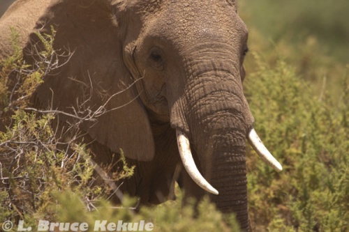 African elephant in Samburu