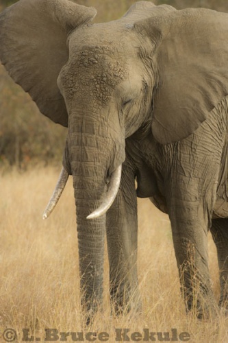 African elephant at Maasai Mara, Kenya