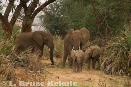 Elephant family group in Samburu