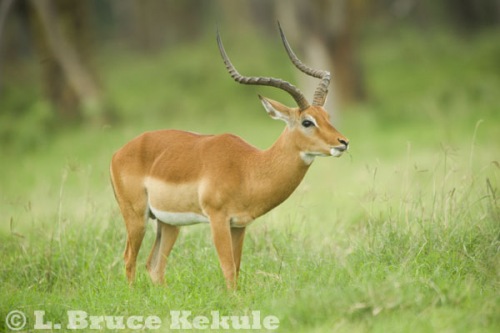 Impala buck at Lake Nakuru