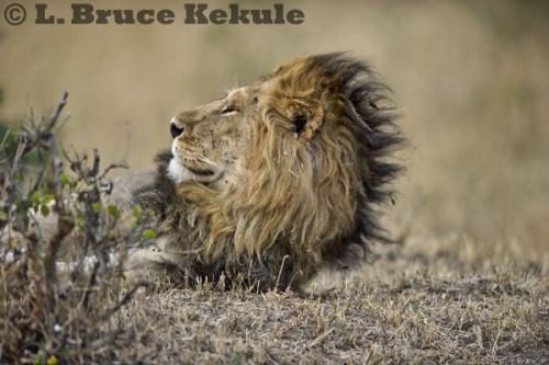 African male lion - sleepy in Maasai Mara
