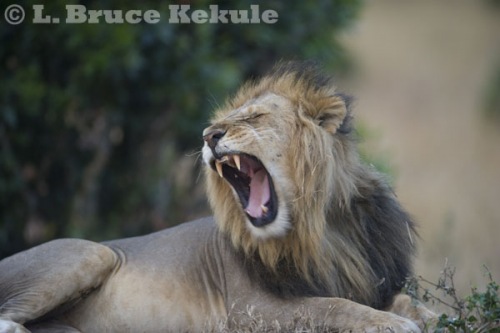 African male lion yawning in Maasai Mara