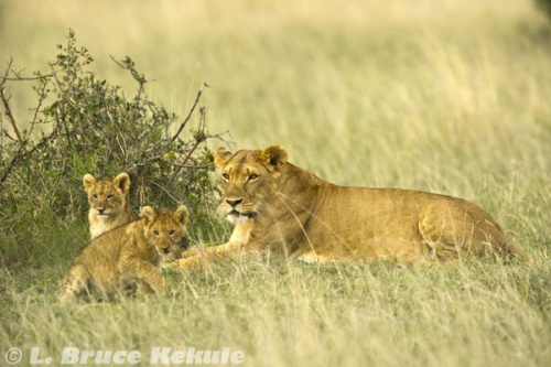 Mother lion and cubs in Sweetwaters nature reserve