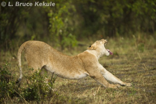 Lion stretching in the Masai Mara