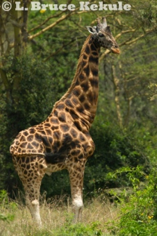 Rothschild giraffe at Lake Nakuru