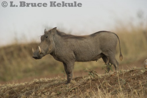 Wart hog in the Maasai Mara