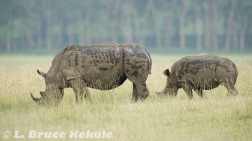 White rhinos in Lake Nakuru