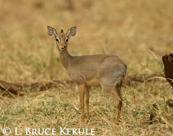 Dik-dik antelope in Samburu