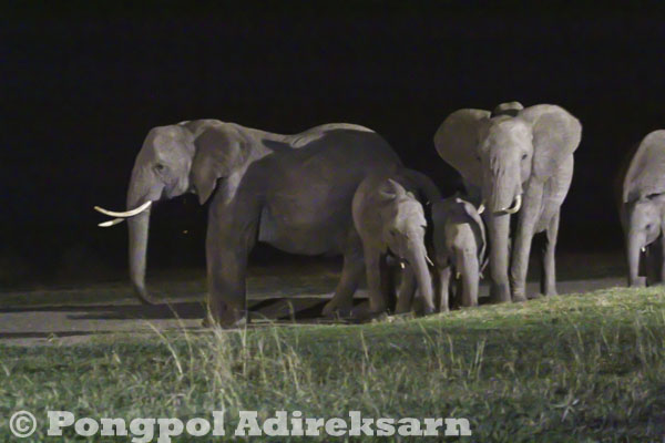 African elephants at Sweetwaters, Kenya