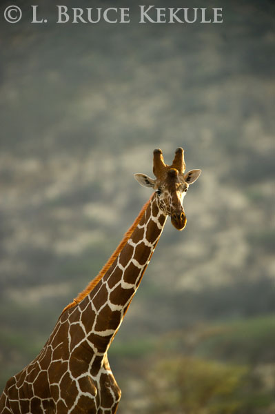 Giraffe in Samburu