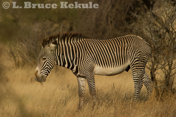 Grevy\'s zebra in Samburu