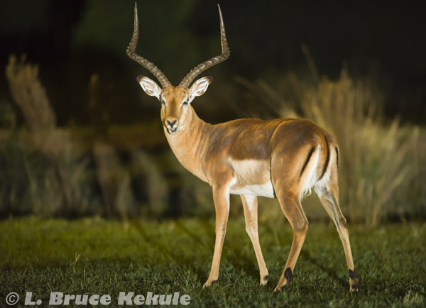 Impala buck at night in Sweetwaters