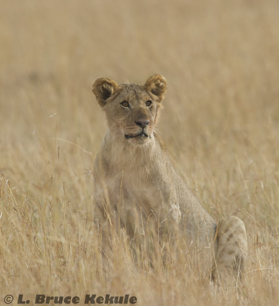 Female lion in the savanna of Masai Mara