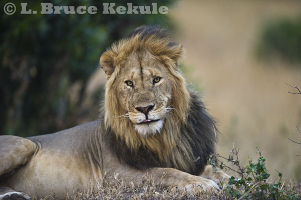 Male lion in late afternoon in Maasai Mara