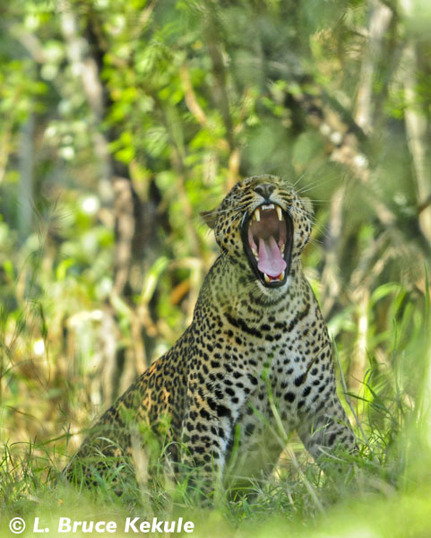 Leopard mother in Kenya