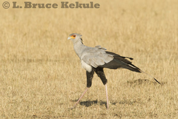 Secretary Bird on the savannah in Maasai Mara