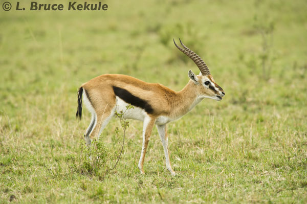 Thomson's gazelle in the Siana Springs Conservancy