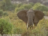 African elephant in Samburu