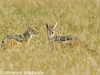 Black-backed jackal pair in Sweetwaters