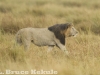 Black-maned lion in Maasai Mara