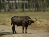 Cape buffalo bull at Lake Nakuru