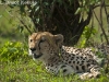 Cheetha in the Masai Mara