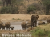 elephants-by-the-river-w